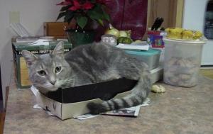 Mulder Christmas Shoes Our Beloved Mulder